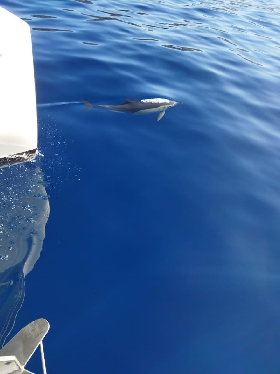 Lagoon 46 - 4 + 2 cab., picture 7