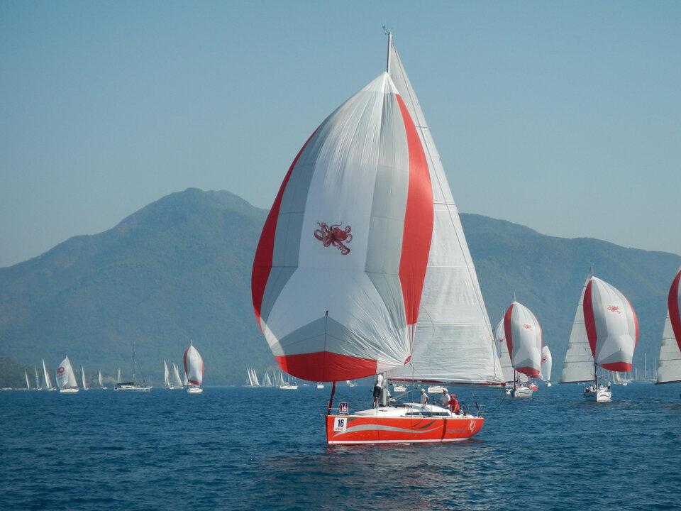 Salona 41 - Race Dog, picture 1