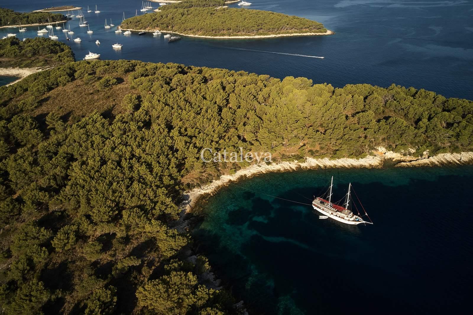 Cataleya, picture 19