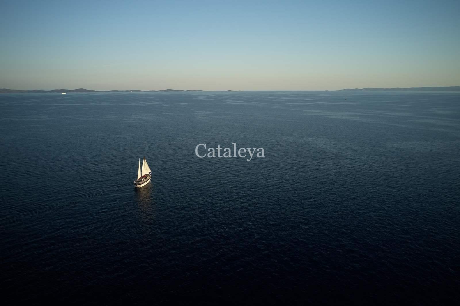 Cataleya, picture 18